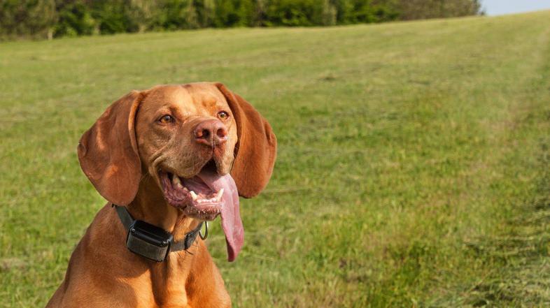 električna ovratnica