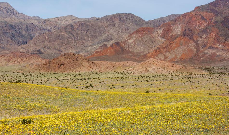 Čudovit prizor: Življenje napolnilo Dolino smrti