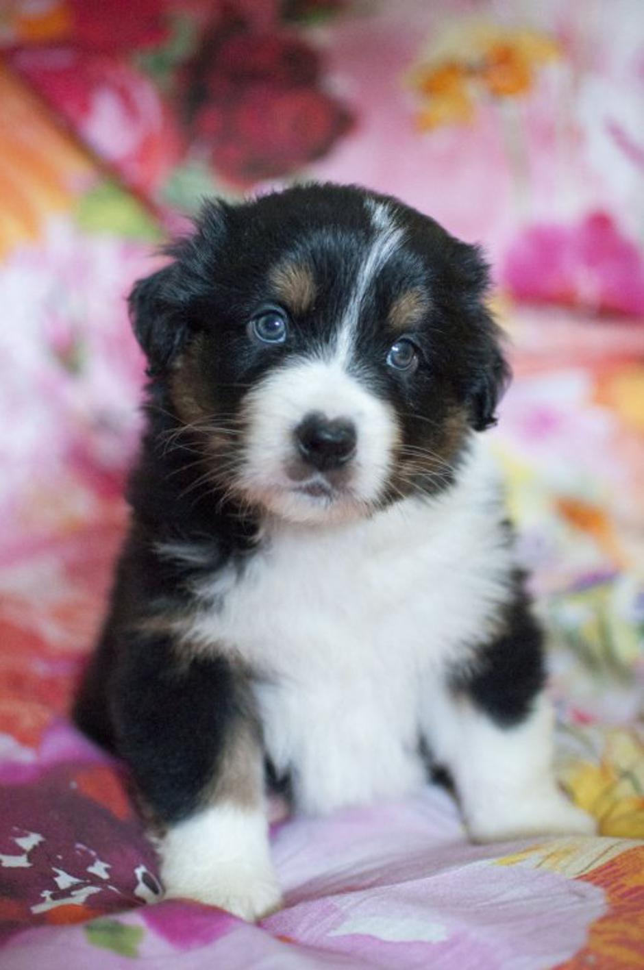 Avstralski ovčar | Avtor: Lana Premk