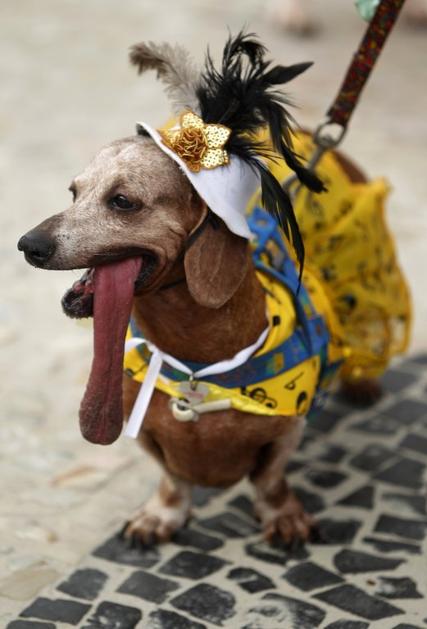 Pes na karnevalu v Riu.