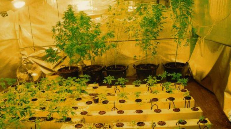 Laboratorij za gojenje konoplje