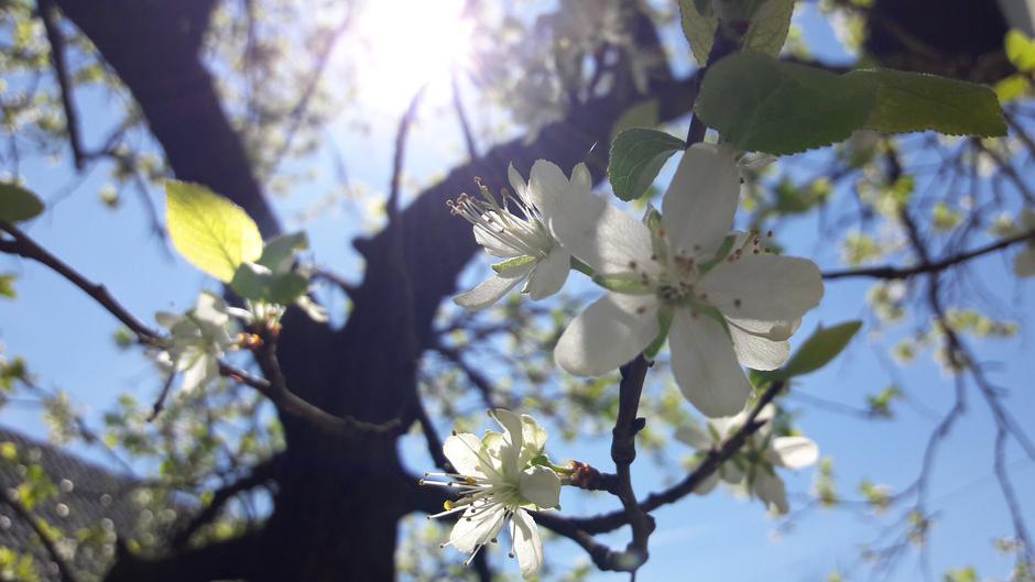 jablana, cvetoče drevo, pomlad | Avtor: M. Ha.