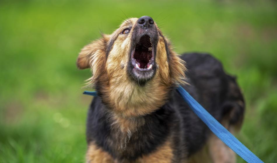 Nasilje v Kopru: Odvzem psa eskaliral v fizični napad