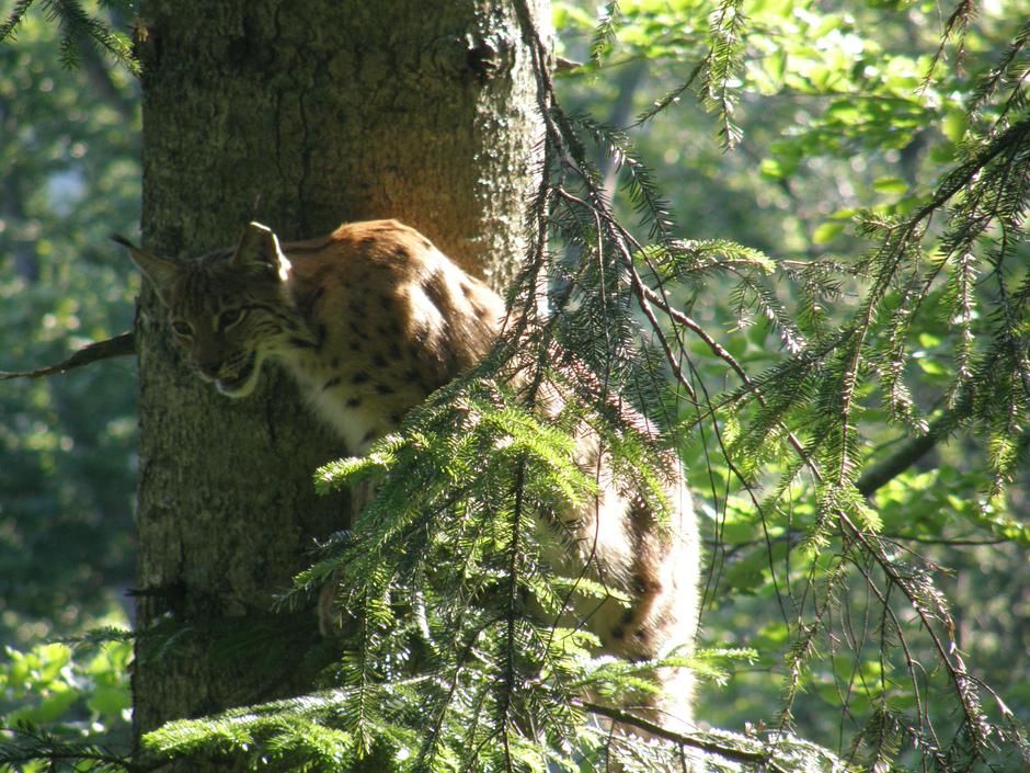 Ris | Avtor: Zoran Bončina
