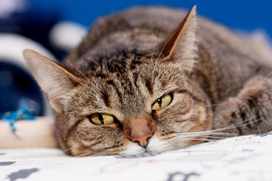 mačka maček | Avtor: Shutterstock