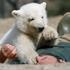 Ljubki Knut, ki je umrl 19. marca pred očmi obiskovalcev berlinskega živalskega 