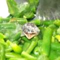 zamrznjena zelenjava kača