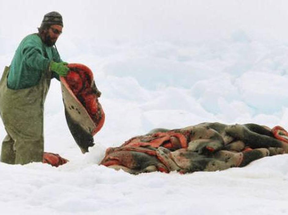 Lovci na tjulnje imajo letos dovoljenje za odlov 280 tisoč mladih tjulnjev.