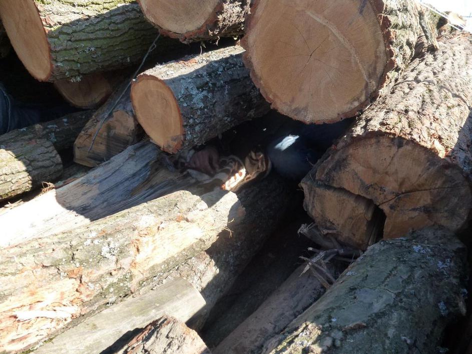 Ilegalci skriti med lesom