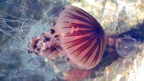 Meduza povzroči opeklino in srbenje, ne pa smrti; je neaktivna plavalka, zato se