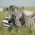 zebra, Serengeti
