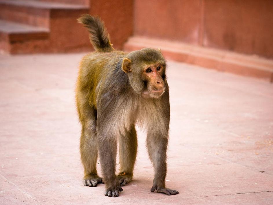 opica, Indija