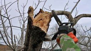 gozdar podiranje drevesa žaga