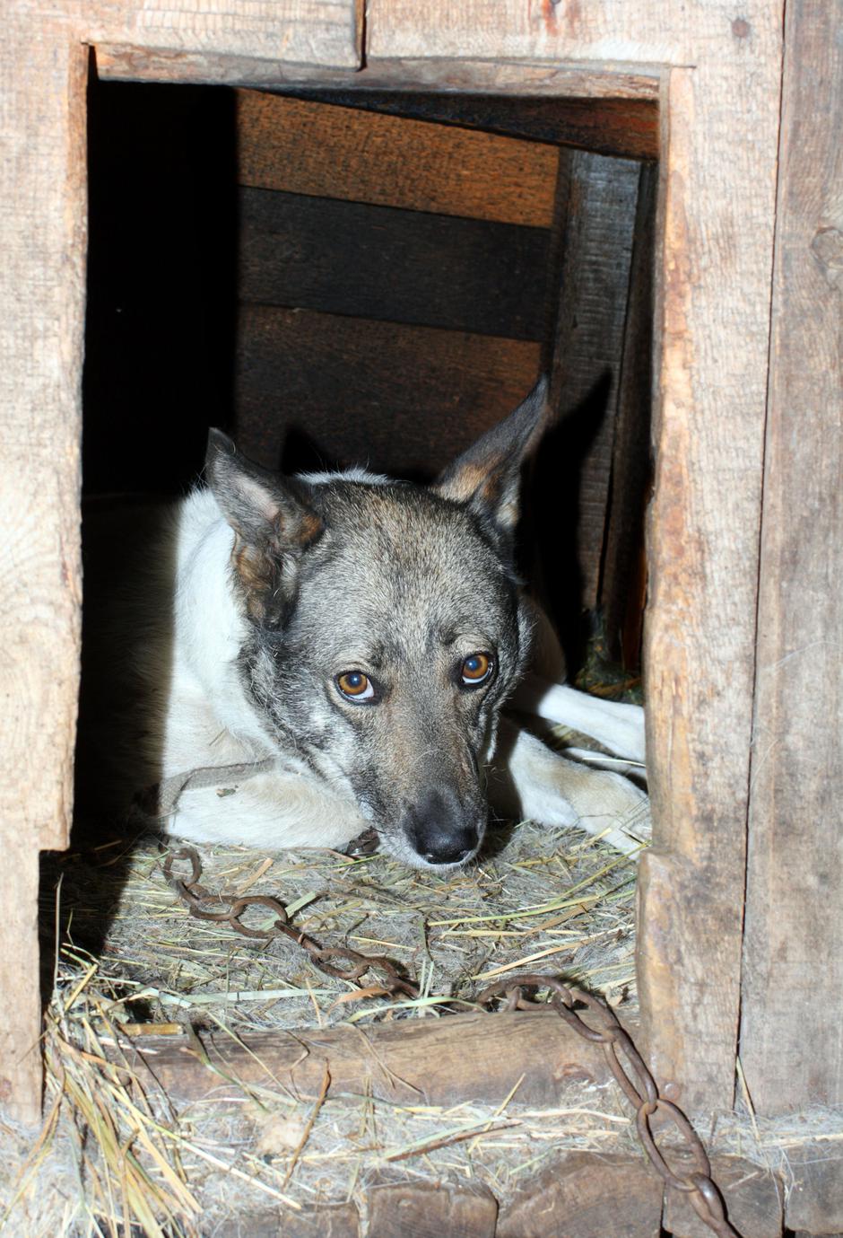 pes | Avtor: Profimedia