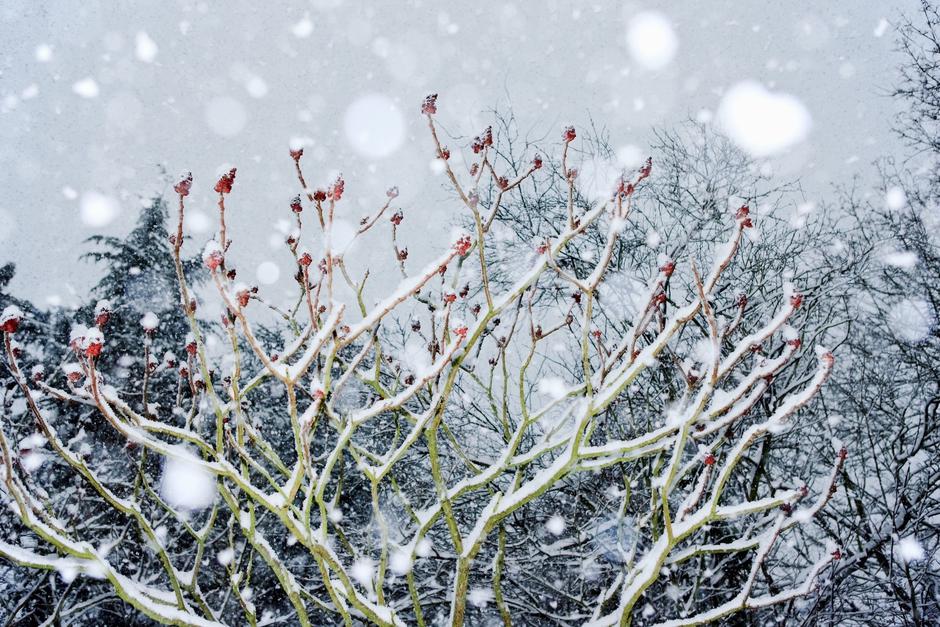 Snežna ploha | Avtor: Profimedia