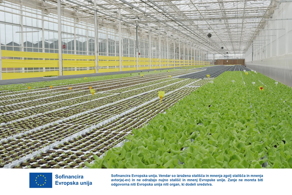 steklenjak Panvita Nemščak pridelava solate | Avtor: Dani Kolarič