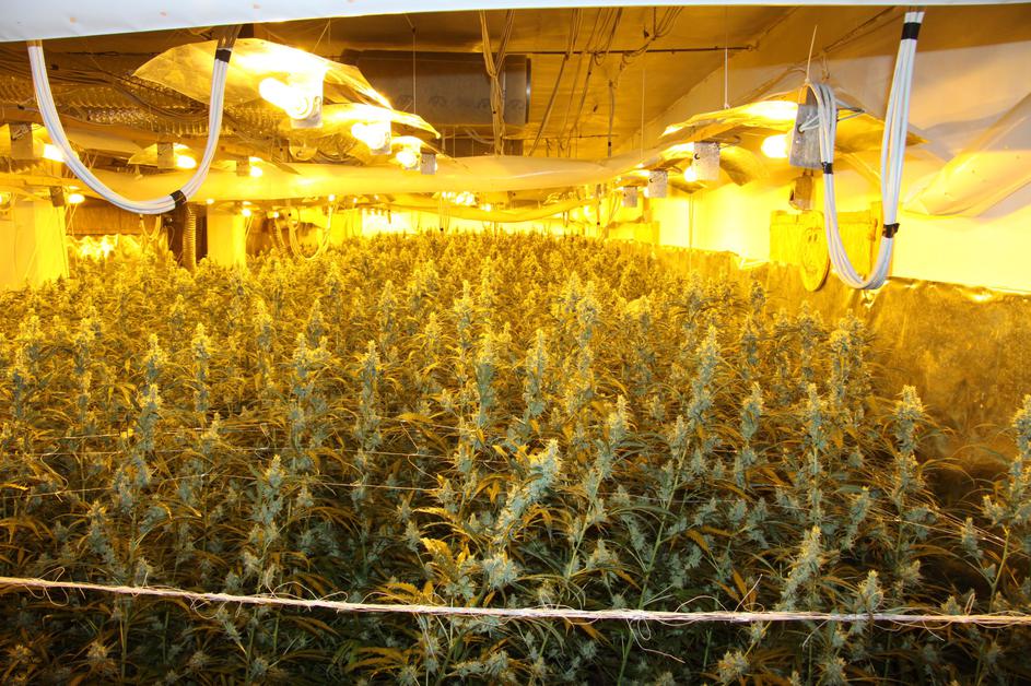 konoplja laboratorij