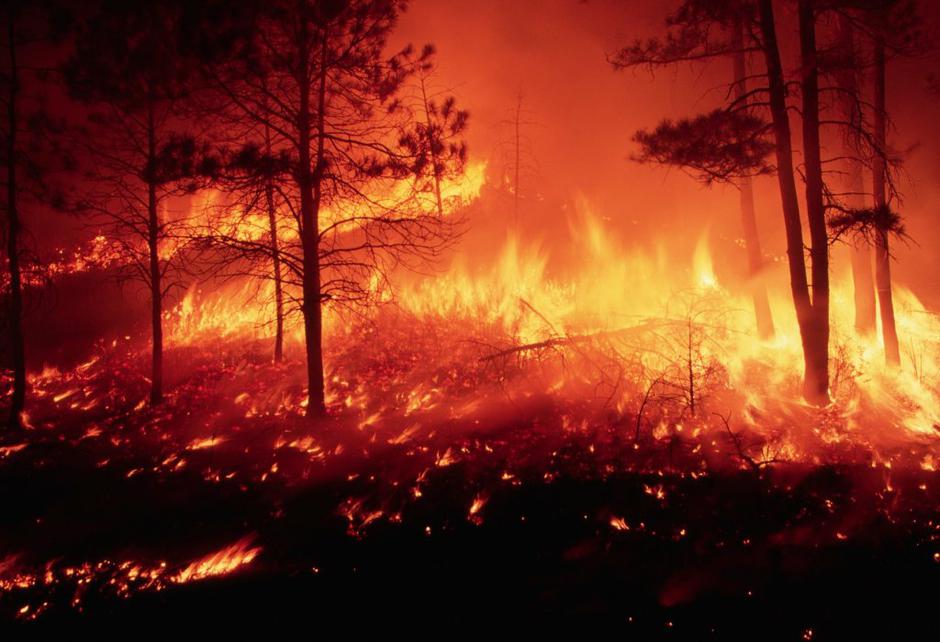 Gozdni požar | Avtor: Profimedias