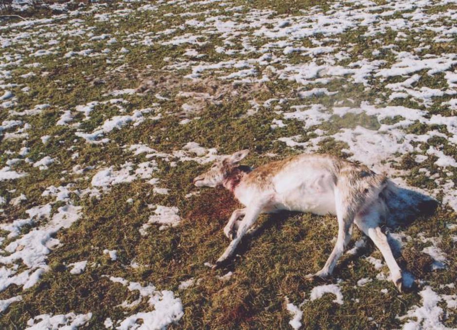  | Avtor: Žurnal24 main