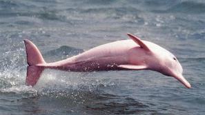 Rožasti delfini so izjemno redki. 