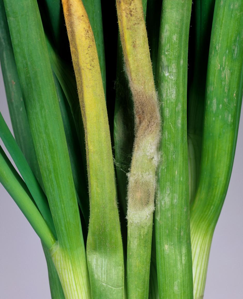 čebulna plesen | Avtor: Profimedia