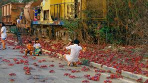 selitev rdečih rakovic