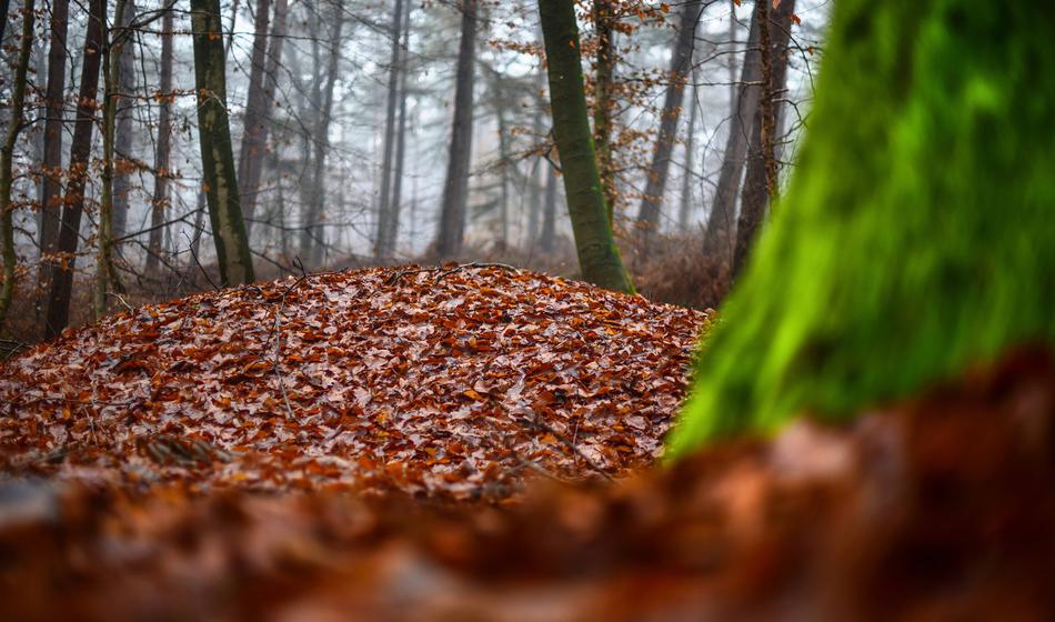 Po nasilni Stanislavovi smrti v gozdu trije Romi odkorakali na prostost