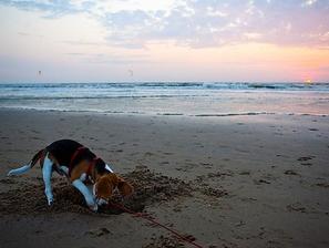 Pes na plaži