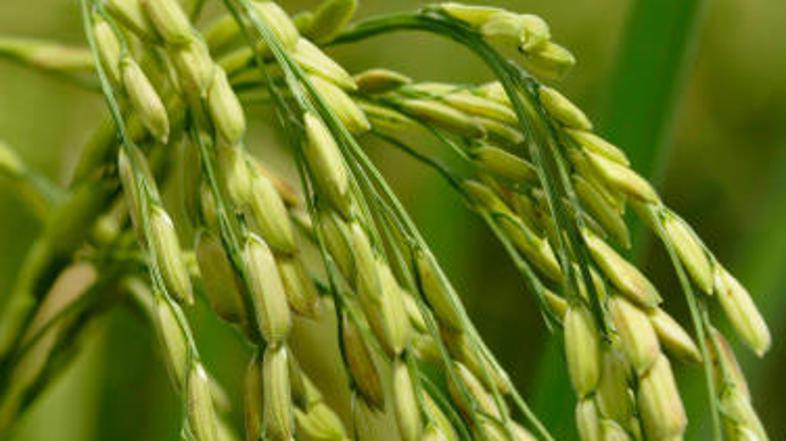 Varnost riža za ljudi še ni preizkušena.