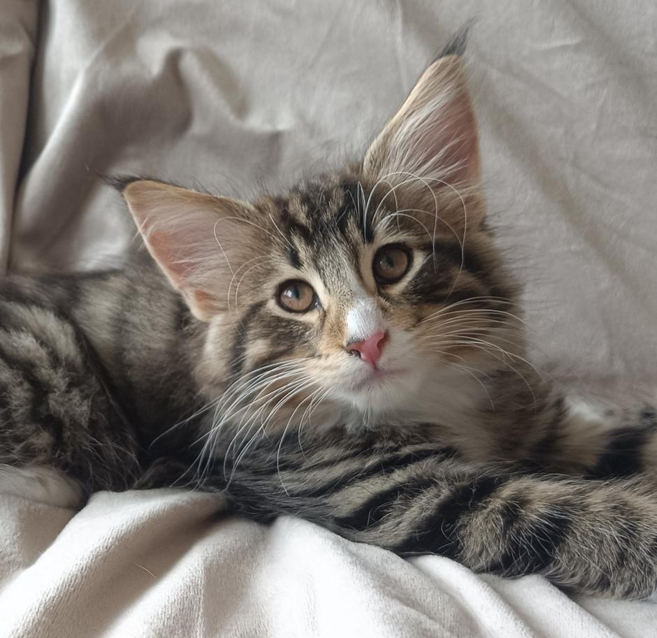 norveška gozdna mačka | Avtor: Teja Tegelj - Veloris