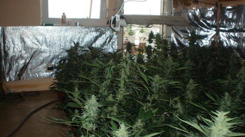 Na nelegalnem tržišču bi osumljeni za kilogram vršičkov klonirane konoplje – ska