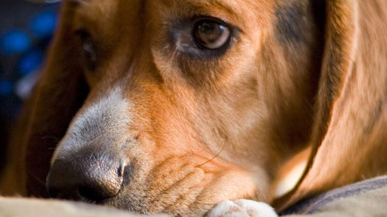 (Foto: Shutterstock)