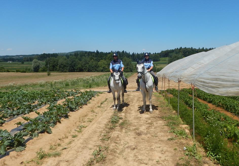 Konjeniška enota policije na njivi zaradi kraje pridelkov na njivah