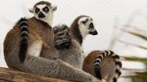 Lemurja sta se v živalskem vrtu očitno izredno dolgočasila. (Foto: Shutterstock)