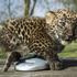 leopard, živalski vrt