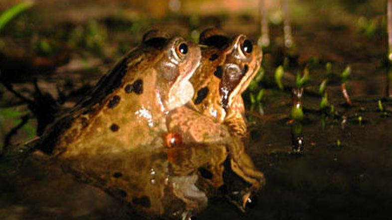 Nihče ju ni vprašal ...