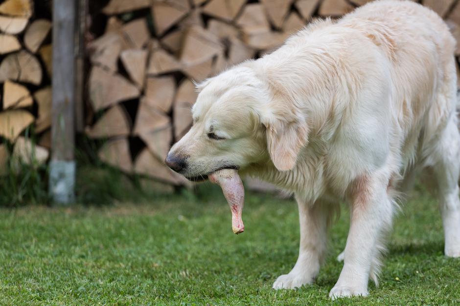 pes | Avtor: Profimedia