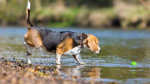 pes ob vodi