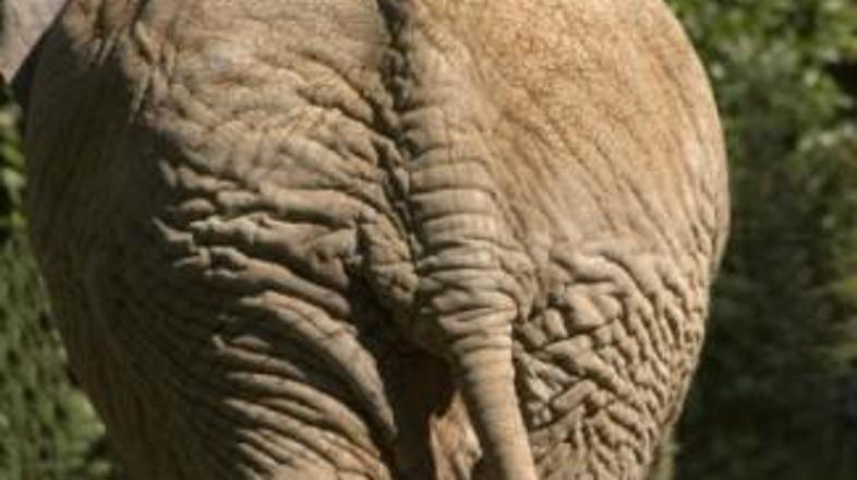 Tako velika sicer ni bila, dosti manjša pa tudi ne ...