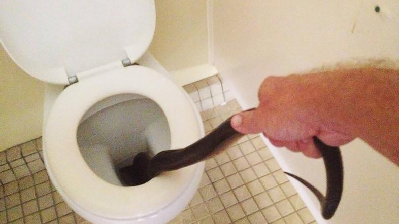 Kača na stranišču