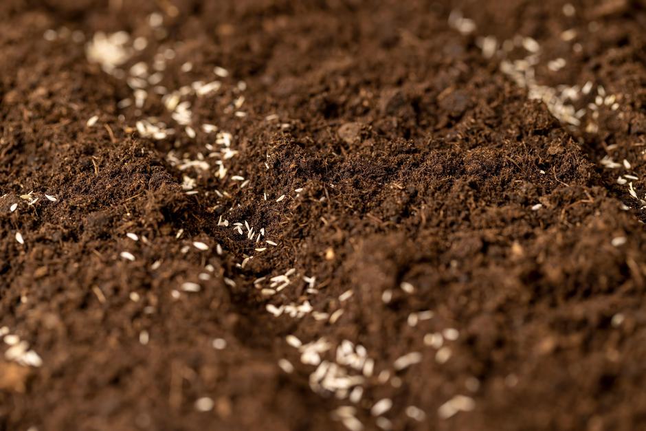 seme solate | Avtor: Profimedia