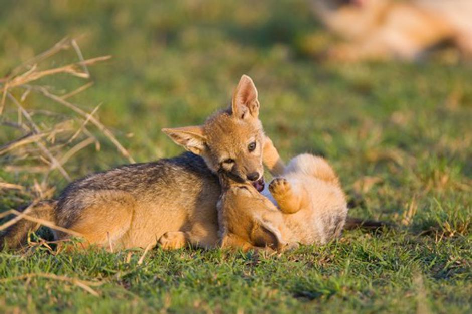 Šakal | Avtor: Profimedias