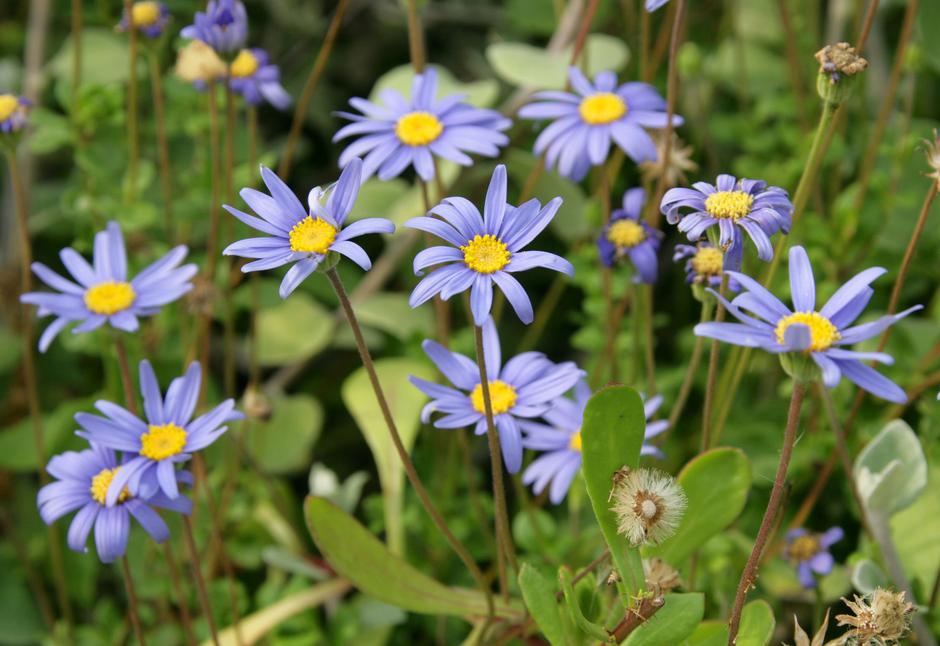 kaprska nebina | Avtor: Profimedia