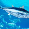 pacifiški modroplavuti tun