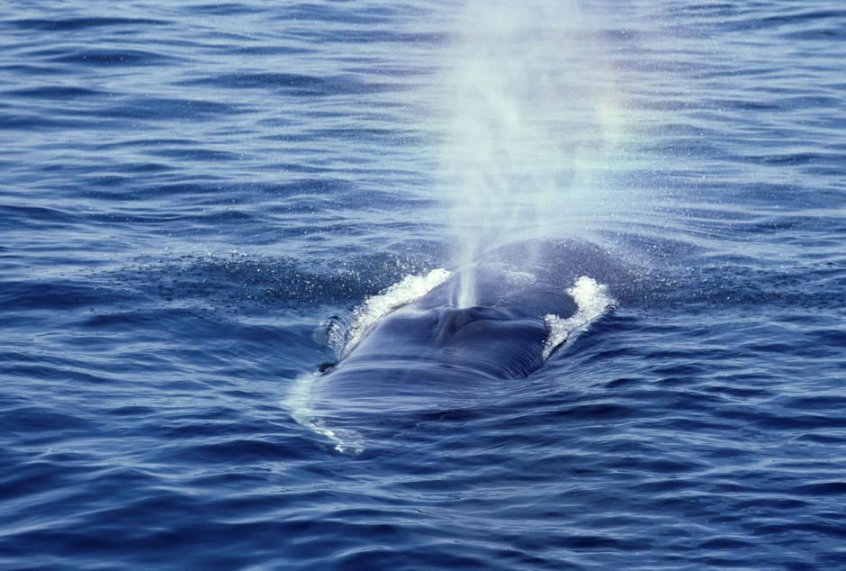 Kit | Avtor: Profimedia