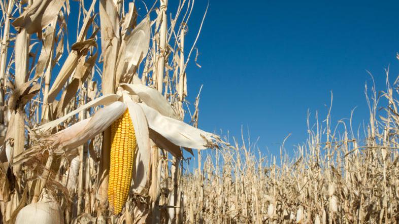 Zadnja odkritja bo lahko omogočila rast pridelka v izredno suhih razmerah.