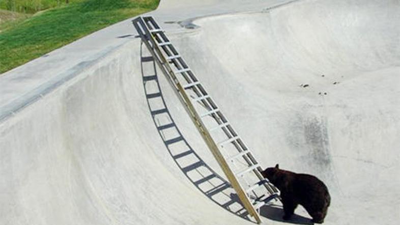 V ameriškem rolkarskem parku so z lestvijo rešili ujetega medveda.