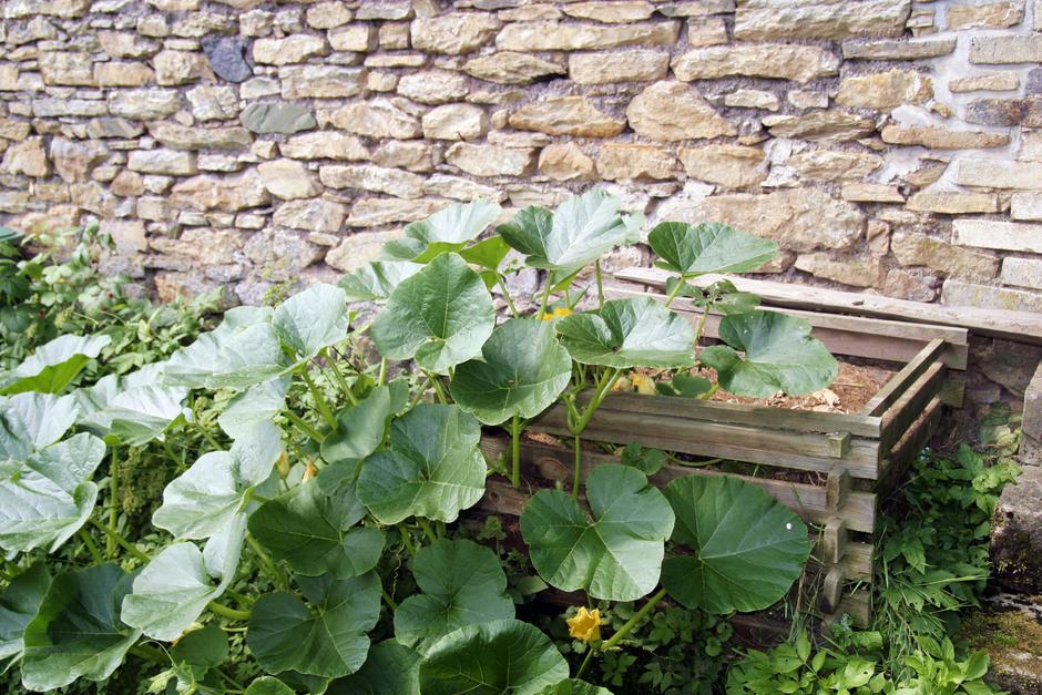 bučke in buče | Avtor: Profimedia