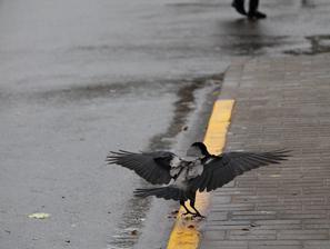 vreme jesen dež oblačnost ptica
