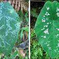 Levo: list, ki so ga napadle ličinke listnega zavrtača. Desno: List z umetnim bo